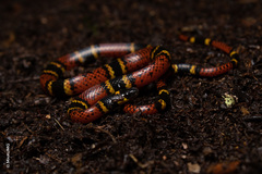 Pliocercus elapoides