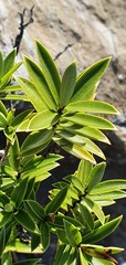 Veronica townsonii