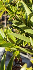 Veronica townsonii