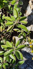 Brachyglottis laxifolia