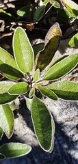 Brachyglottis laxifolia