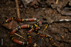 Pliocercus elapoides