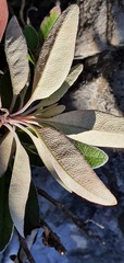 Brachyglottis laxifolia