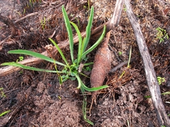 Euphorbia silenifolia