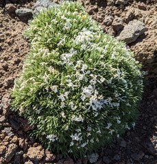 Phlox condensata