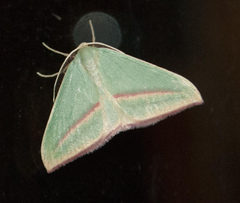 Chlorerythra rubriplaga