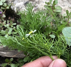 Anthemideae