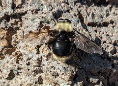 Sericomyia harveyi