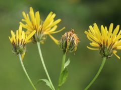 Crepis pyrenaica