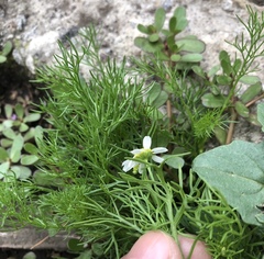 Anthemideae