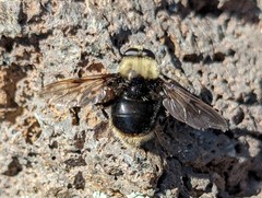Sericomyia harveyi