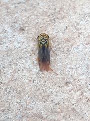 Dilobopterus costalimai