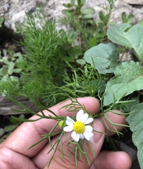 Anthemideae