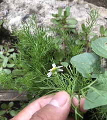 Anthemideae