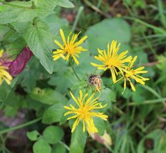 Crepis pyrenaica