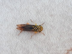 Dilobopterus costalimai