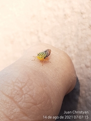 Dilobopterus costalimai