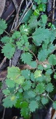 Jovellana repens