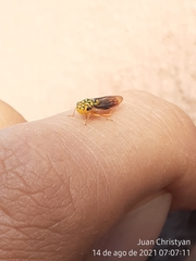 Dilobopterus costalimai