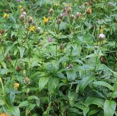 Crepis pyrenaica