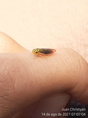 Dilobopterus costalimai