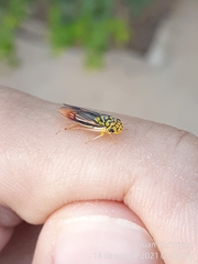 Dilobopterus costalimai