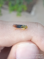 Dilobopterus costalimai