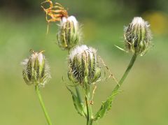 Crepis pyrenaica