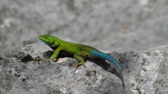 Sceloporus tanneri