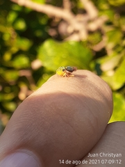 Dilobopterus costalimai