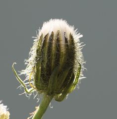 Crepis pyrenaica