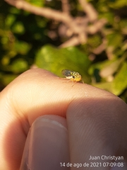 Dilobopterus costalimai