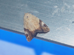 Pseudeustrotia semialba