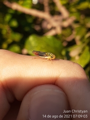 Dilobopterus costalimai