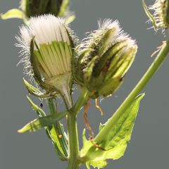 Crepis pyrenaica