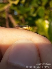 Dilobopterus costalimai