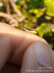 Dilobopterus costalimai