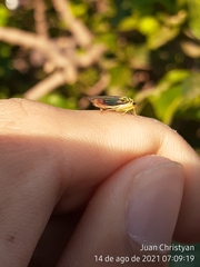 Dilobopterus costalimai