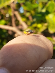 Dilobopterus costalimai