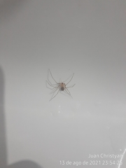 Cithaeron praedonius