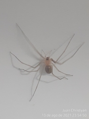 Cithaeron praedonius