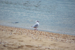 Chroicocephalus ridibundus