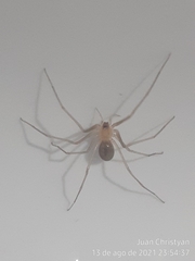 Cithaeron praedonius