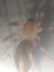 Cithaeron praedonius