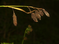 Carex podocarpa