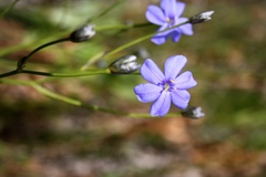 Aristea palustris