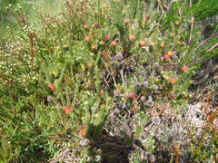 Leucadendron levisanus