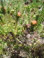 Leucadendron levisanus