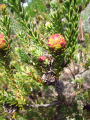 Leucadendron levisanus