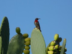 Chalcomitra senegalensis gutturalis